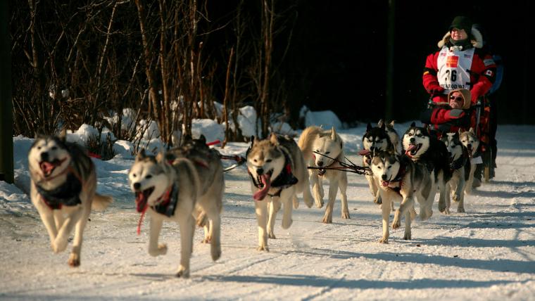 Iditarod 2024 Moose causes havoc as mushers forced to punch, shoot